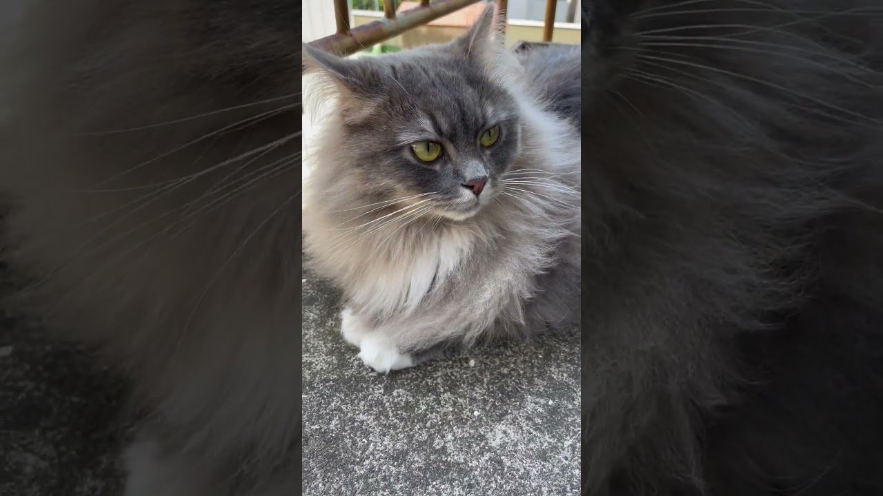 サイベリアン猫日記【2023.05.09その2】1歳10ヶ月 #siberiancat