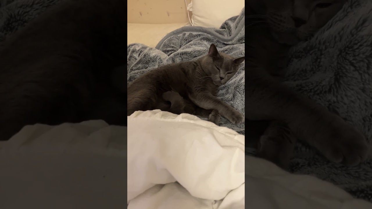 お昼寝の瞬間 #shorts #シャルトリュー