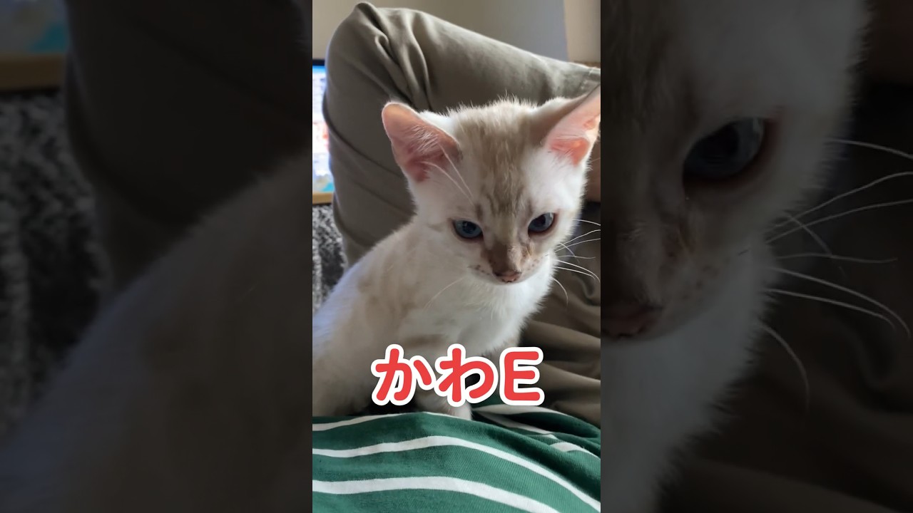 【子猫動画】ホワイトベンガル　生後4ヶ月！　可愛くてごめん！　ベンガル猫　ネコ　ねこ　#cat #bengalcat
