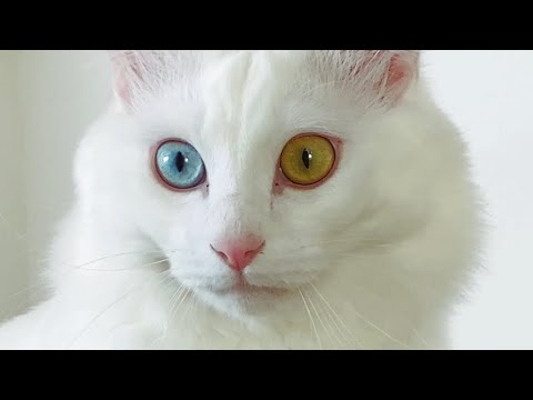 猫の目ってこんなに飛び出てるもの？ギラつかせておねだりするオッドアイ