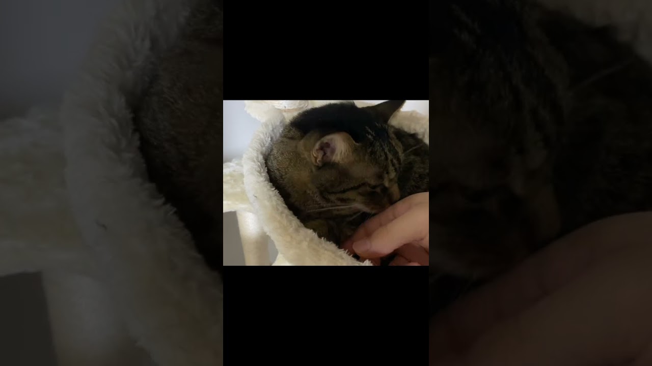 凶暴猫にハンドマッサージをした結果...