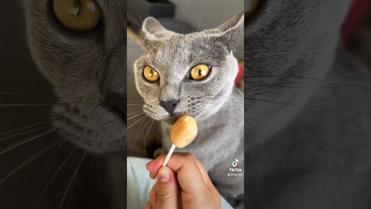 チュールアイスあげてみたその2 #chartreux #シャルトリュー #ちゅーる #チュールアイス #cat