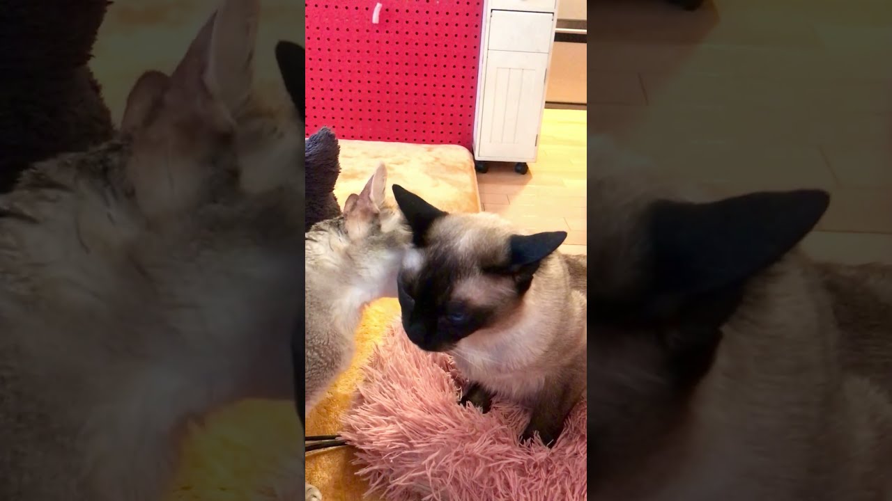 なかよしペロペロしまくっているシンガプーラとたぬき猫なのにゃ♪