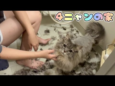 とても暑そうなサイベリアンのフーちゃんの毛を刈りました。