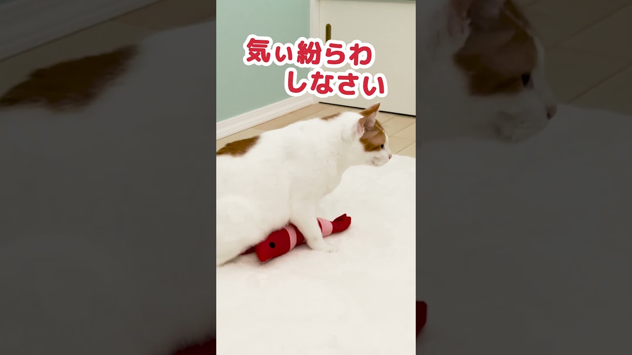 エビくんの使い方まちごーとるで… #Shorts