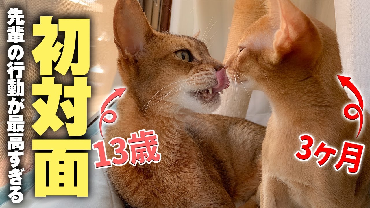 新入りの子猫が同種の先輩と初対面！ビビる子猫に先輩猫がとった対応が”神”すぎました…