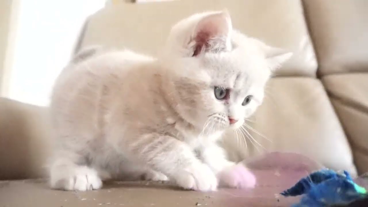 セルカークレックス子猫　2023.6.14産まれ 　クリーム　　女の子　シーダキャット猫のお店