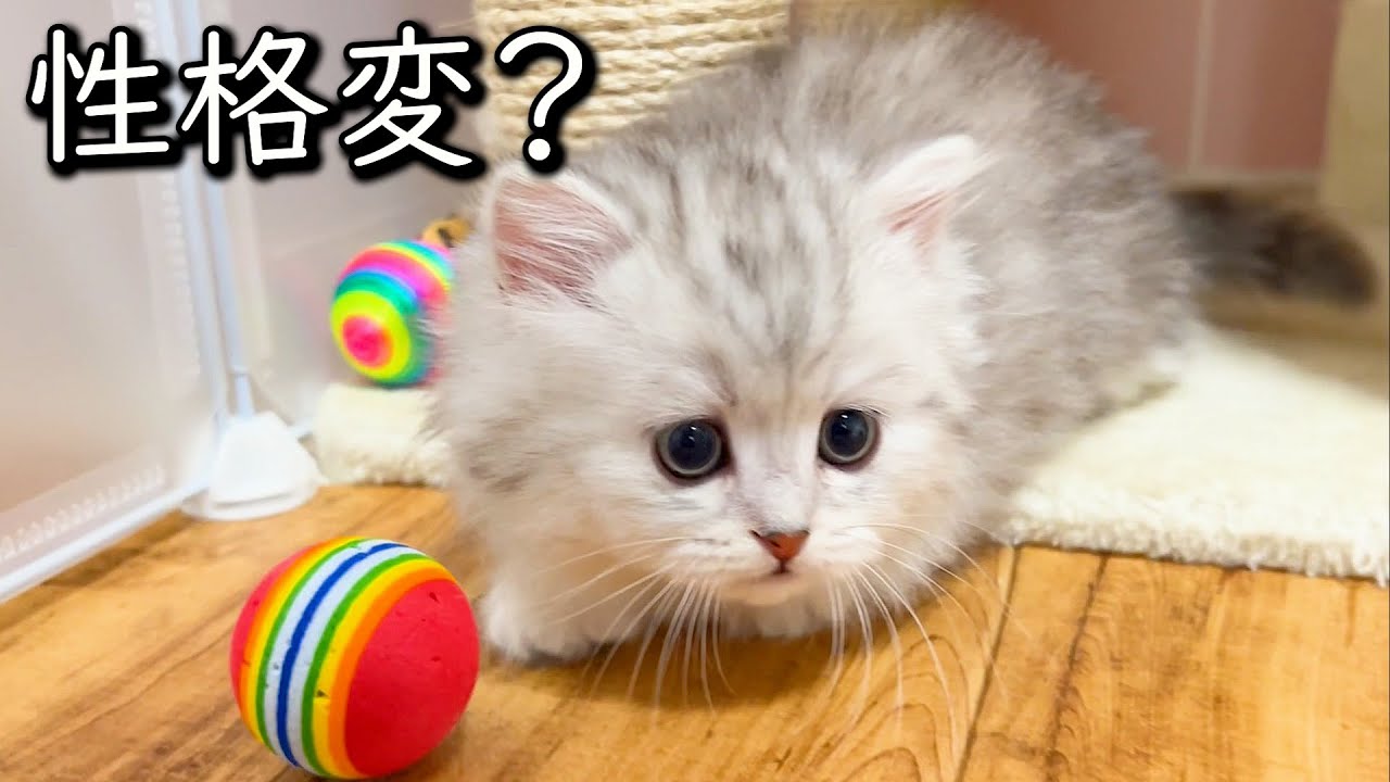 【ミヌエットの子猫】成長と共に性格も変化していくのかな～？な件 ∼猫のいる生活Vol.764~ 出産動画 マンチカン短足・ミヌエット・ペルシャ猫専門ブリーダー『ペット蔵人』【子猫の成長記録】