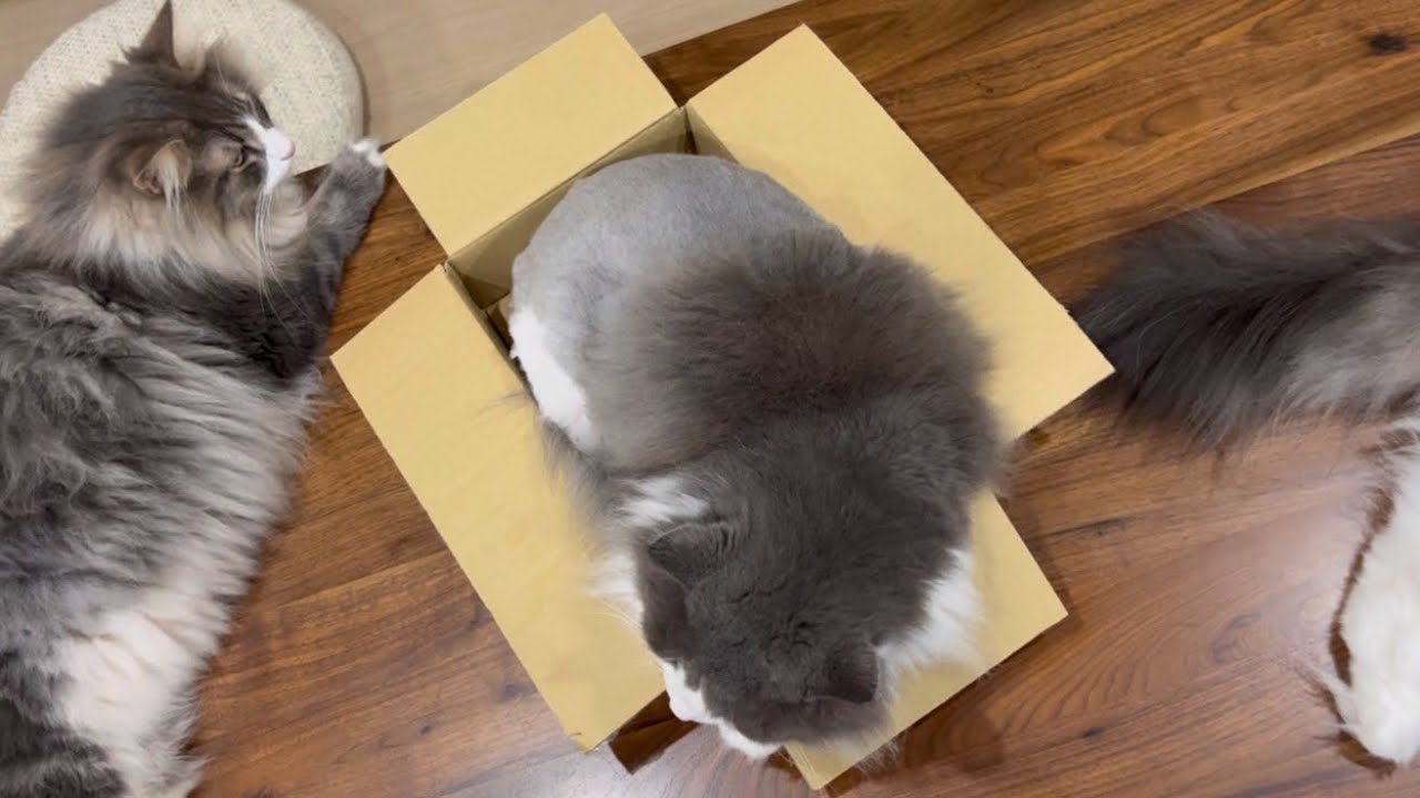 【混沌】小ダンボールを巡って、事件が巻き起こるwwwノルウェージャンフォレストキャット