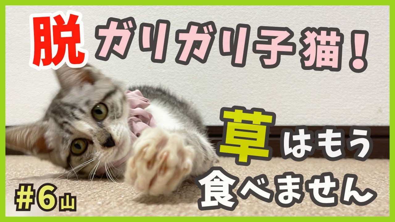 【脱ガリガリ猫 保護猫】草を食べていた子猫も、可愛く変身！お腹もぷっくりで健康的に。【謎の天然娘・山6】/ Kitten emergency protection