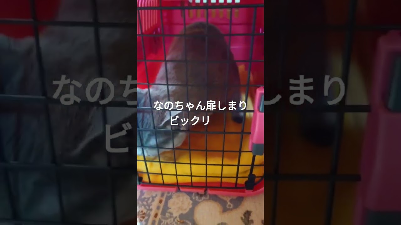 ロシアンブルーなのちゃん病院へ