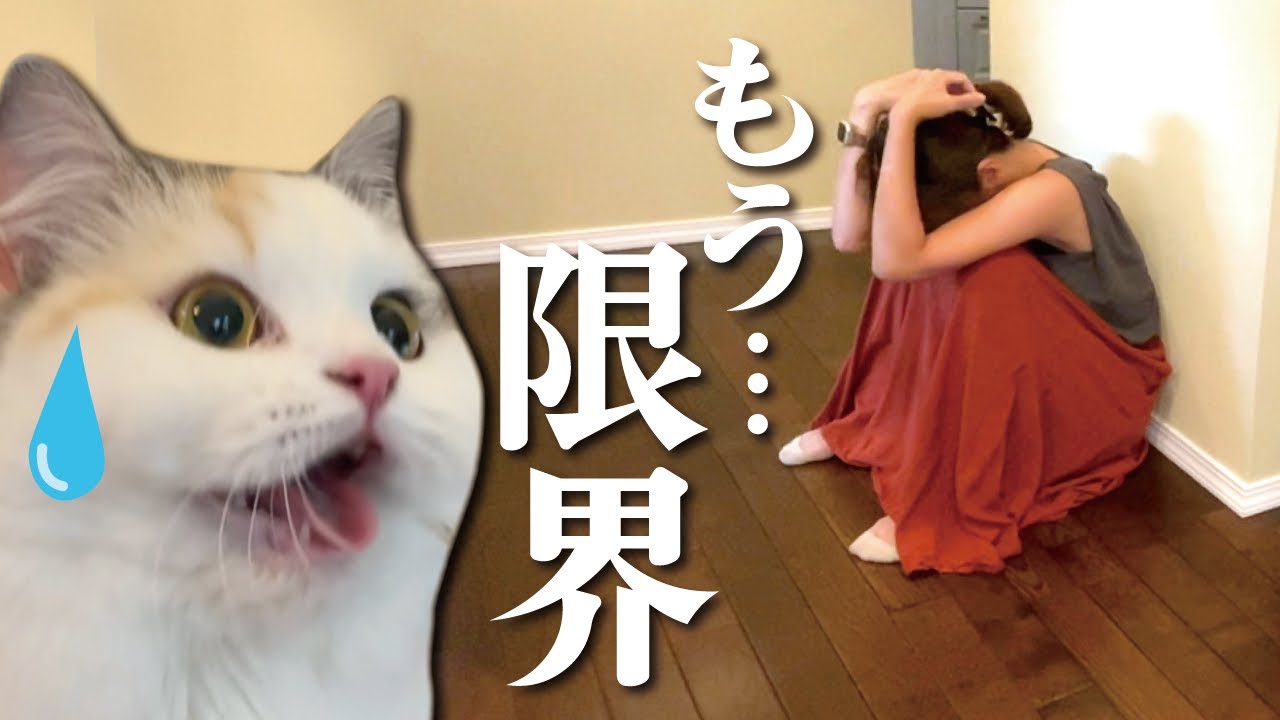 色々あって結構限界です…【関西弁でしゃべる猫】