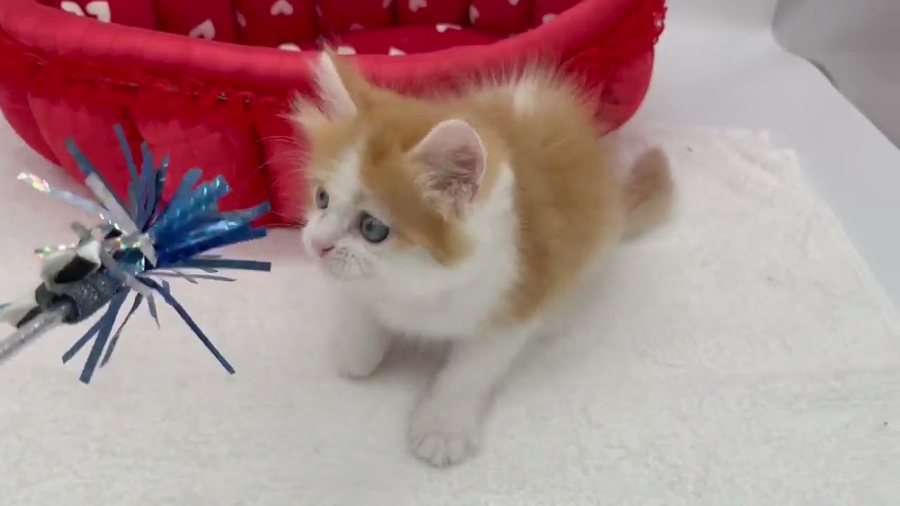 スコティッシュフォールド レッドタビー&ホワイト（ロングヘアー）の男の子♪