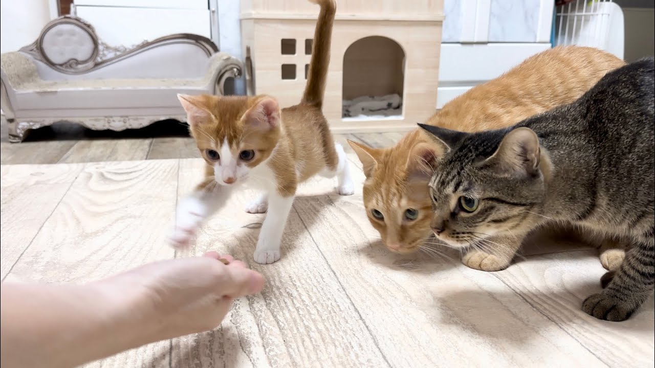 子猫におやつを横取りされて怒りが爆発する先輩保護猫【花晴れ兄妹#8】When the kitten kept taking treats, the adult cat got angry.