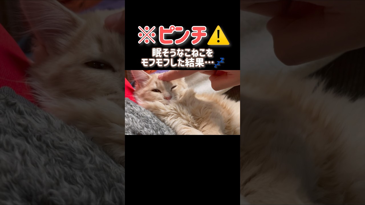 【ピンチ🆘🐈】こねこをモフモフした結果… #ほごねこ