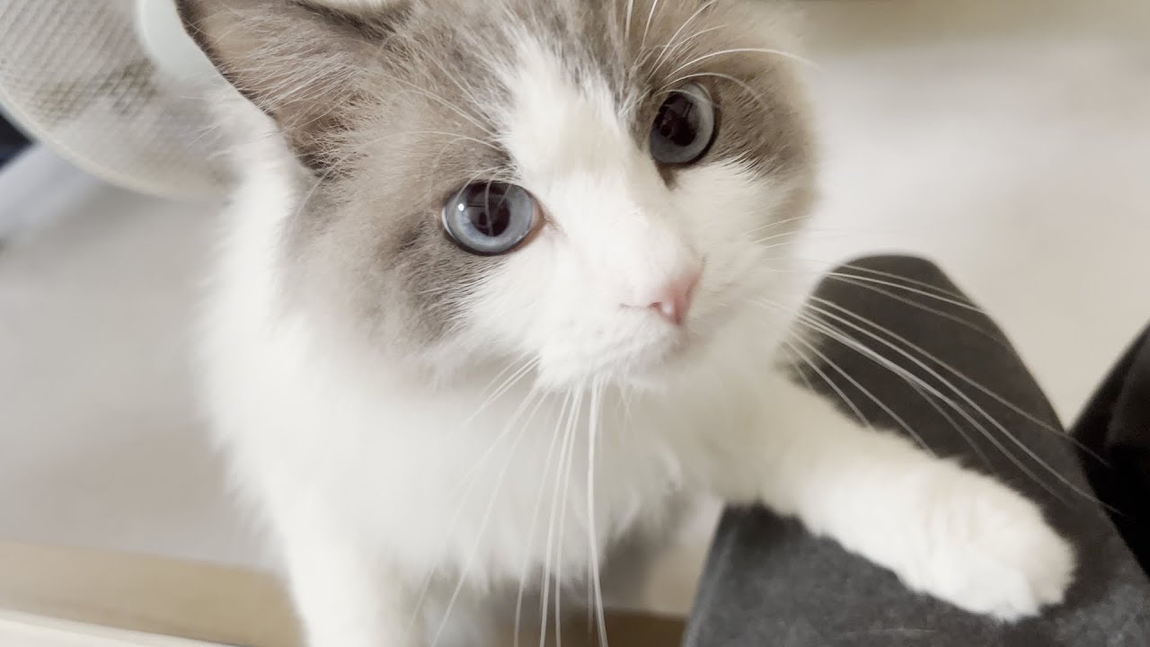 【悲報】猫カフェでの浮気がバレてラグドール猫に激怒されました。