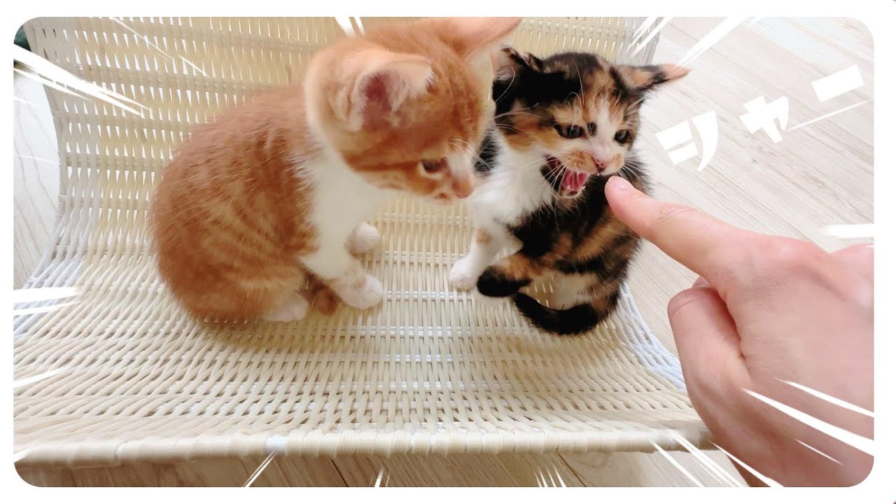 【子猫あるある】タダより遊ぶモノはない？！★なんだか「シャー」が多い日です【保護猫生活26日目】