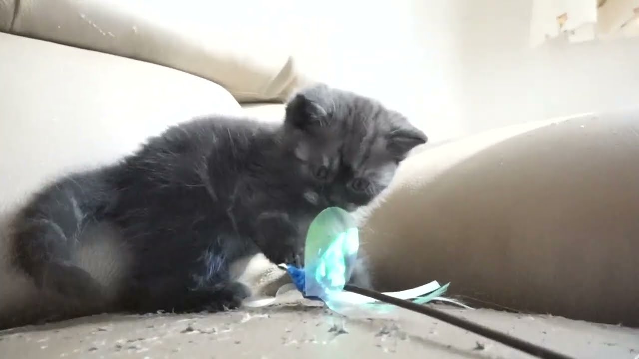 セルカークレックス子猫　2023.6.18産まれ 　ブラックスモーク　　男の子　シーダキャット猫のお店