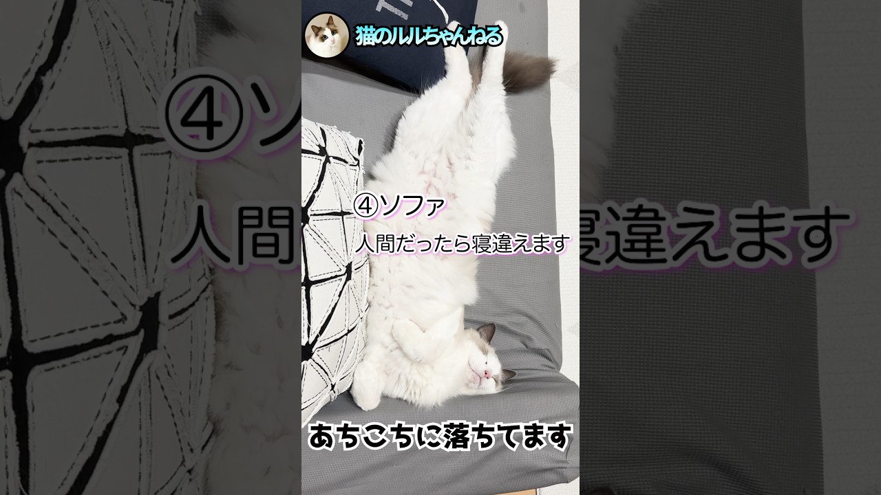 毎日どこかに落ちてる猫 #ラグドール #shorts #ragdoll