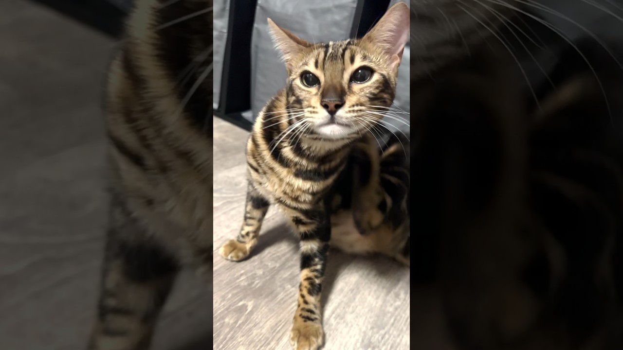 気持ちよさそうに高速かいかいする子猫 #shorts #cat #ベンガル