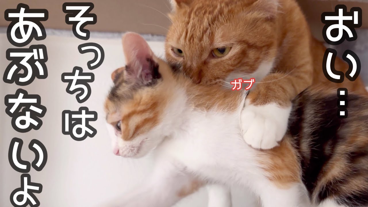 先住猫がヤンチャすぎる子猫の首を噛んでどこかに連れて行こうとしています…