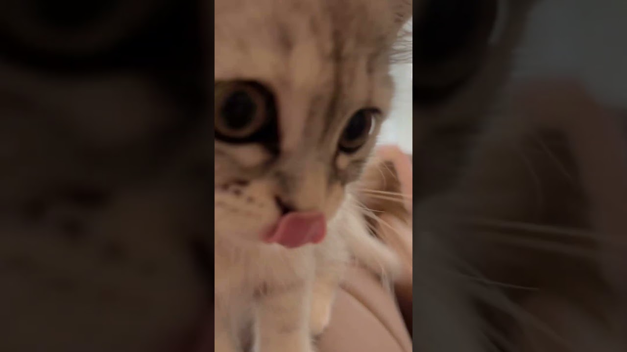 突撃してくる子猫#shorts #サイベリアン#猫動画#可愛い#猫と暮らす#cat