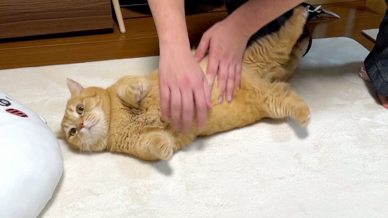 コロコロと裏返される猫