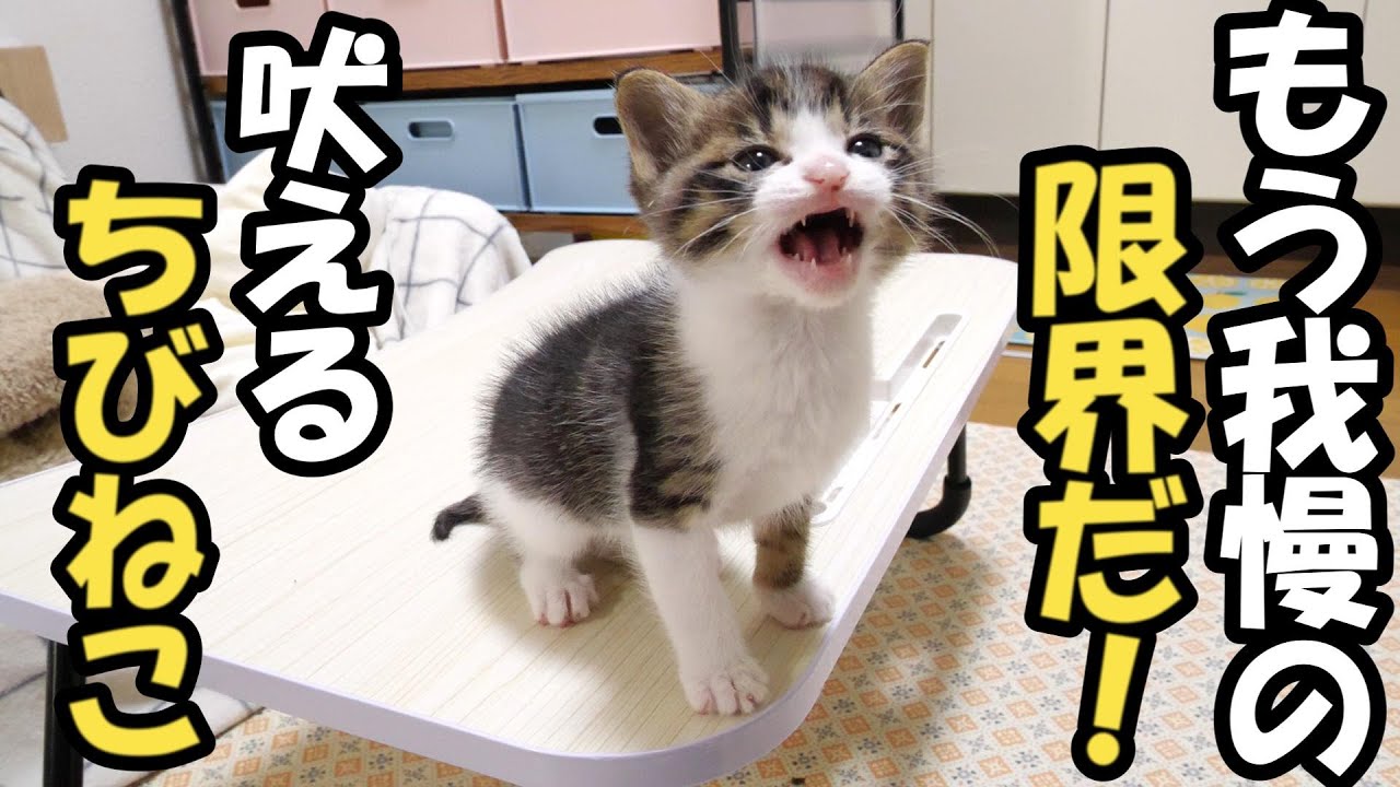 子猫たちがギャン泣き！？ぼくたち食べ盛りだから待ちきれません【赤ちゃん猫　保護猫】