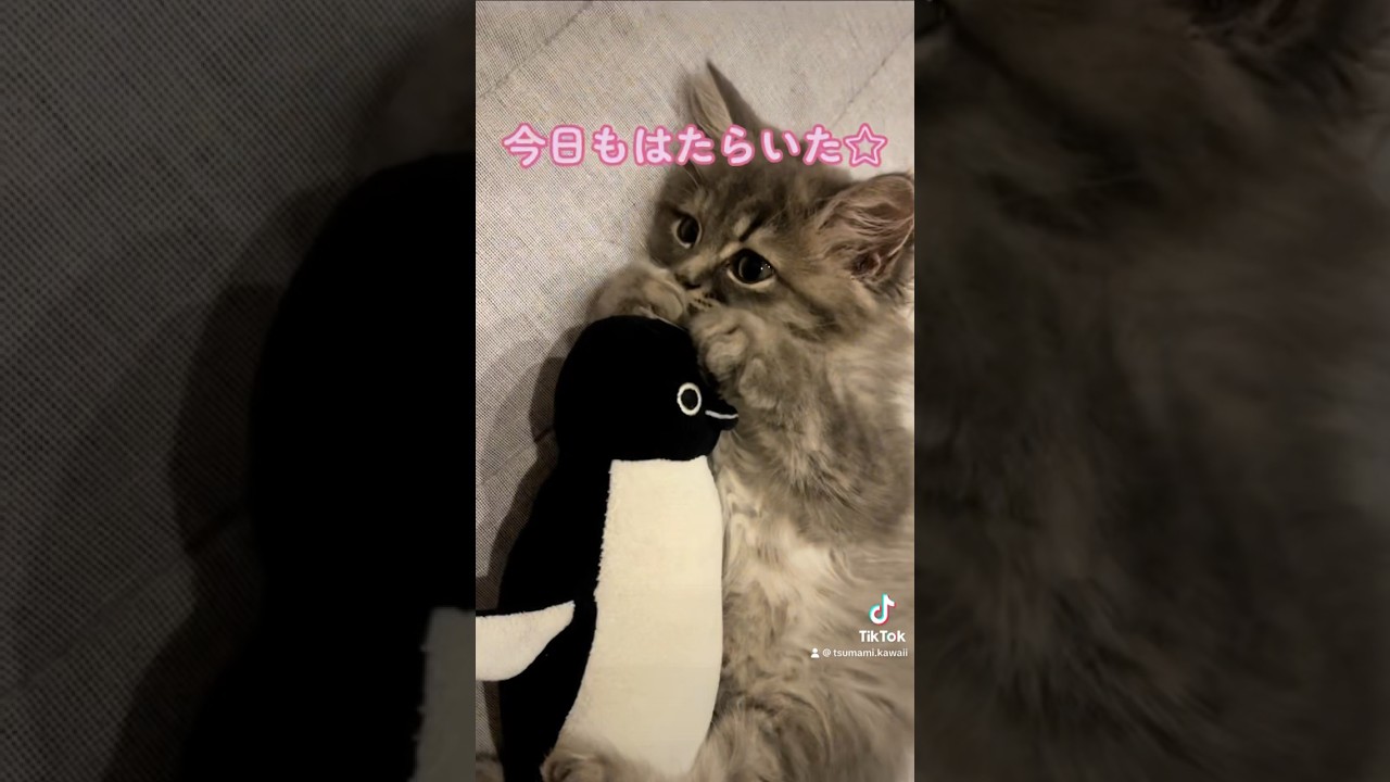 【TikTok 14万回再生】多忙な子猫の日常♡ #子猫 #おすすめ #かわいい #つまみちゃん #ラガマフィン #猫 #cat #shorts #ねこのいる生活