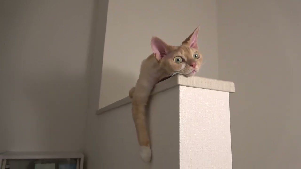 デボンレックス兄は高い所で寛ぐのが好きです(Devon Rex cat likes to relax at a high place)