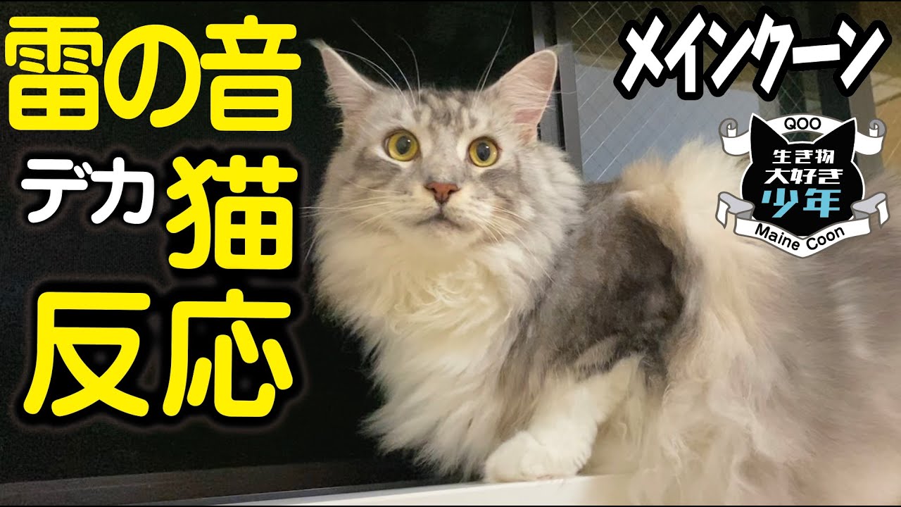 【メインクーン】雷鳴を聞いた時の大型猫の反応/猫が雷を怖がる理由/コブダイ、トビウオ、ワタリガニ