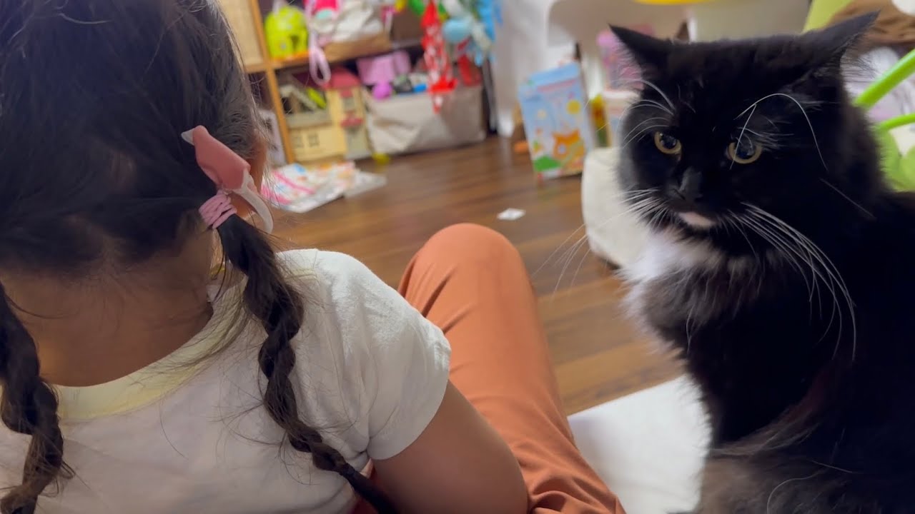 お出迎えして遊びを眺める猫　ラガマフィンA cat that welcomes and watches play. Ragamuffin