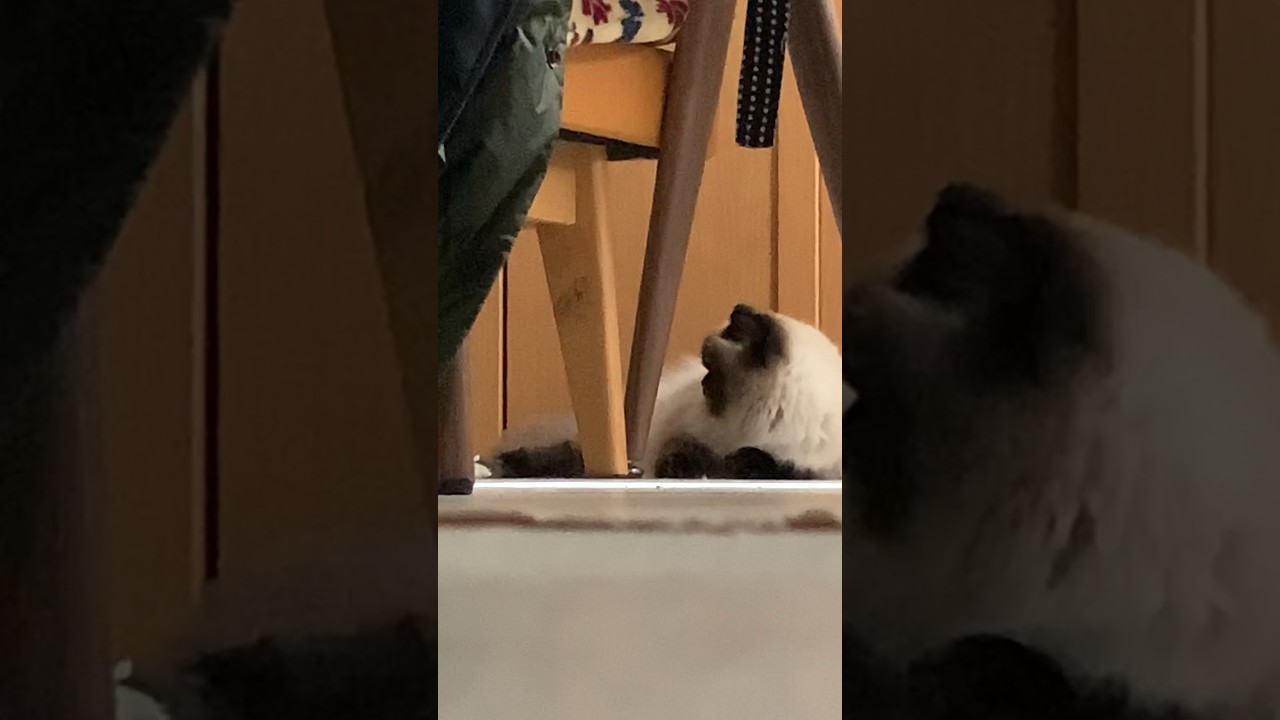 ネズミちゃん持ってこない #日常 #猫 #ヒマラヤン #猫のいる生活 #猫のいる暮らし #shorts