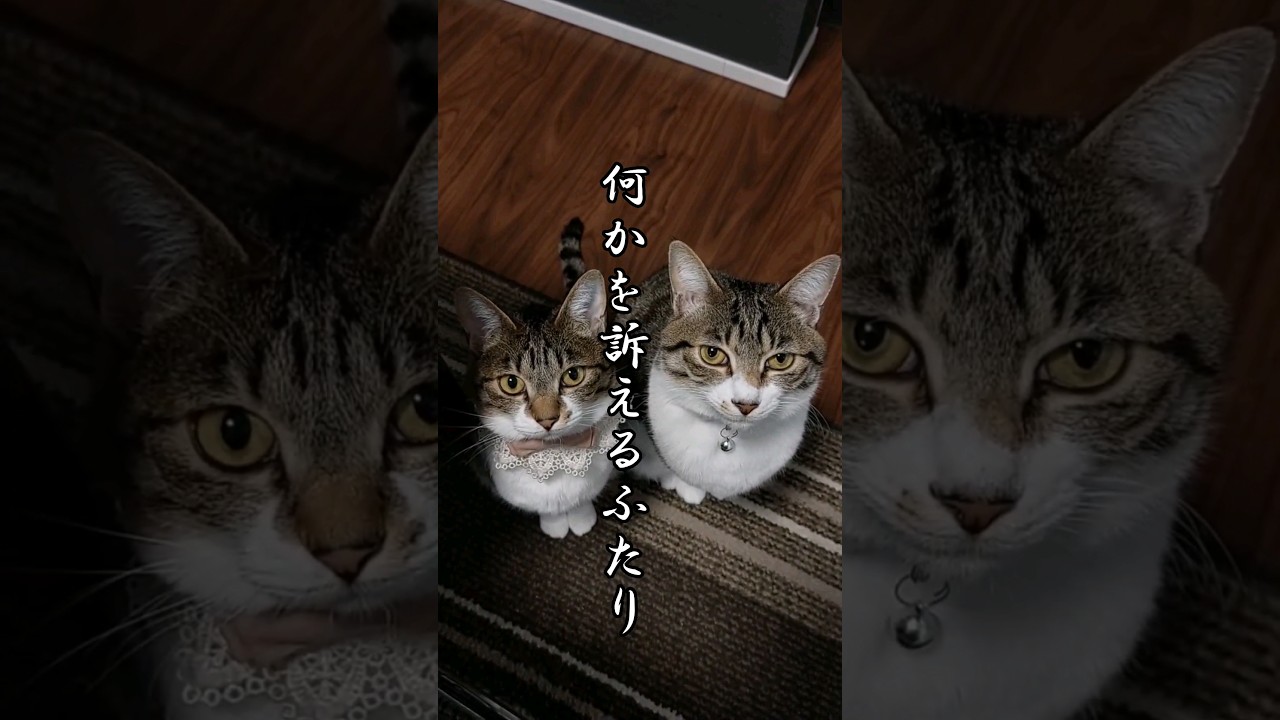 何かを訴えるふたり。我が家にも囁き◯将がいたなんて…