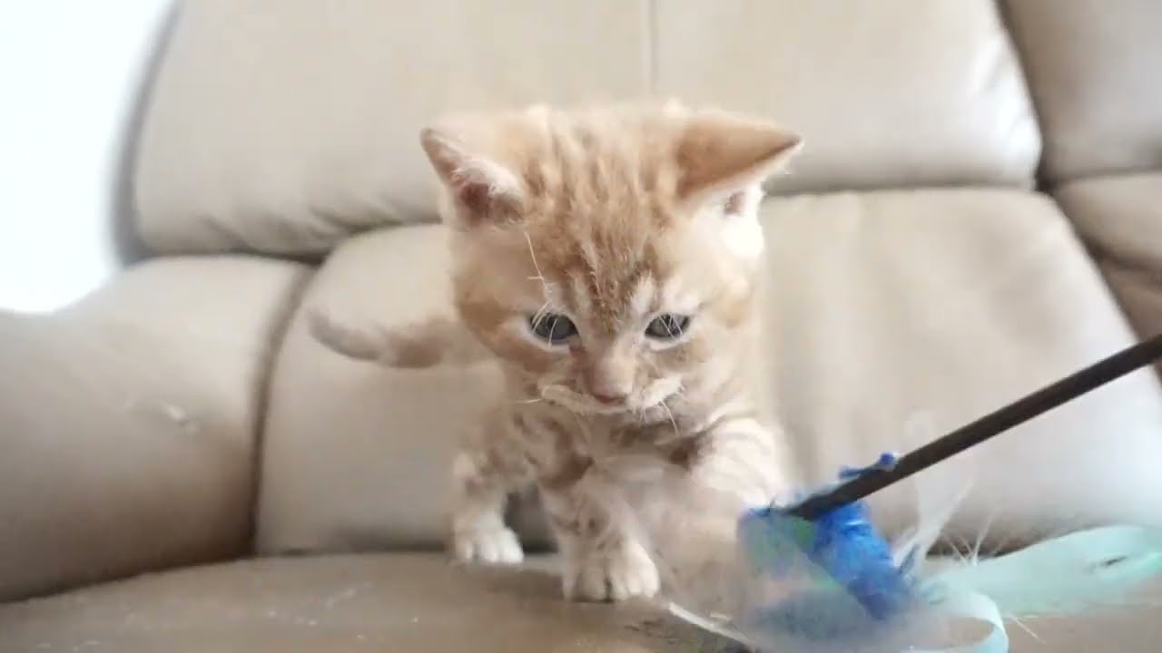 セルカークレックス子猫　2023.6.14産まれ 　レッドタビー　　男の子　シーダキャット猫のお店