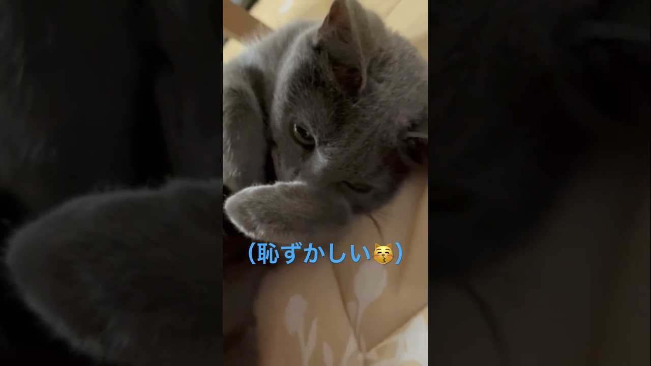 恥ずかしがる可愛すぎる猫（ロシアンブルー）#shorts