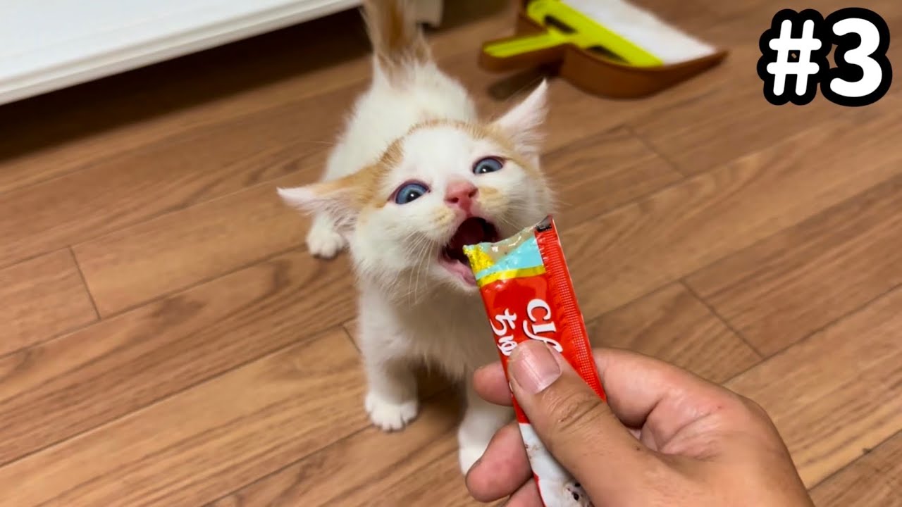 病院帰りのちゅーるが美味しすぎた子猫がこうなりました。