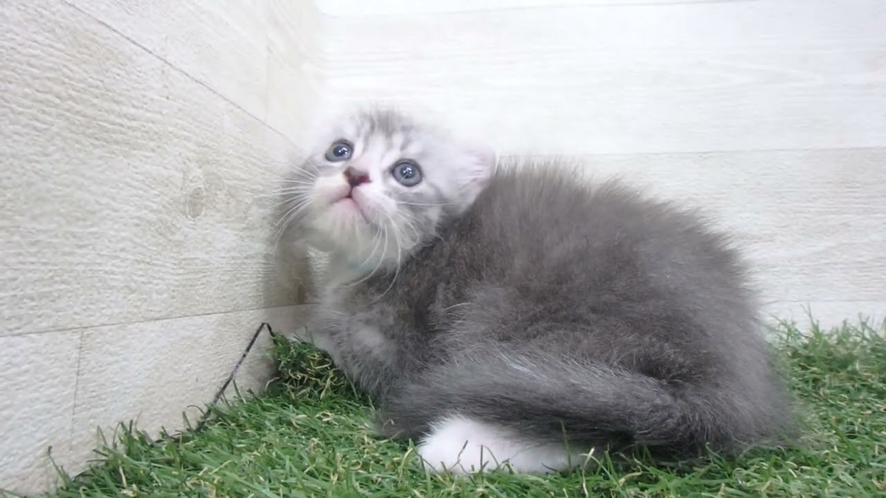 Coo&RIKU　No00642122 アメリカンカール