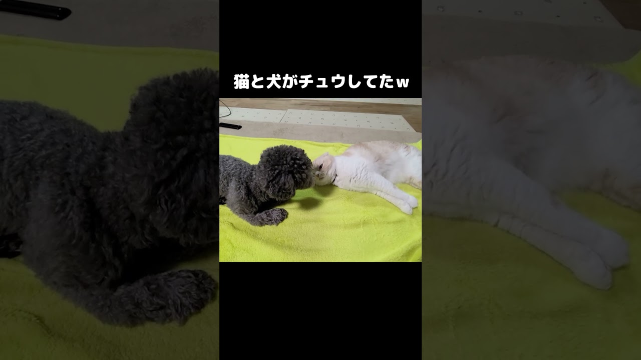 猫と犬がこっそりチュウしてたｗ#shorts