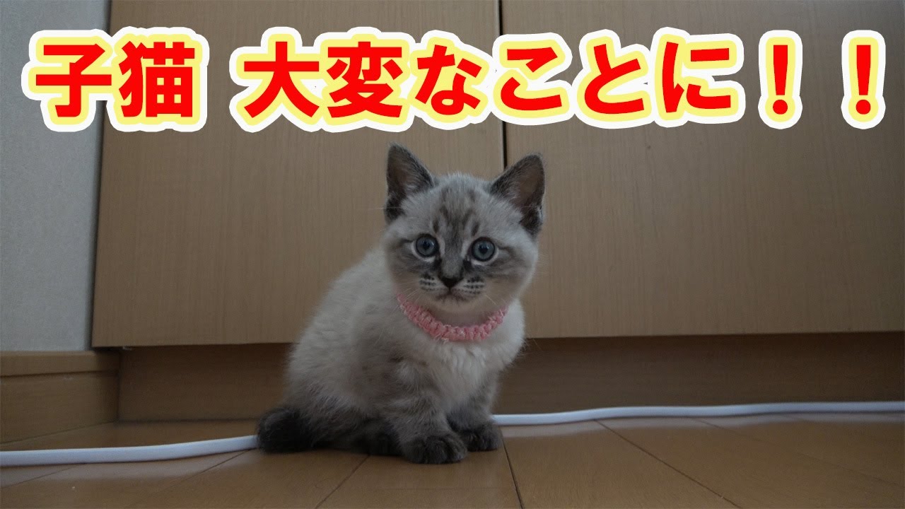 【保護猫】＃308　元気に遊んでいた子猫が急に…慌てて病院へ…