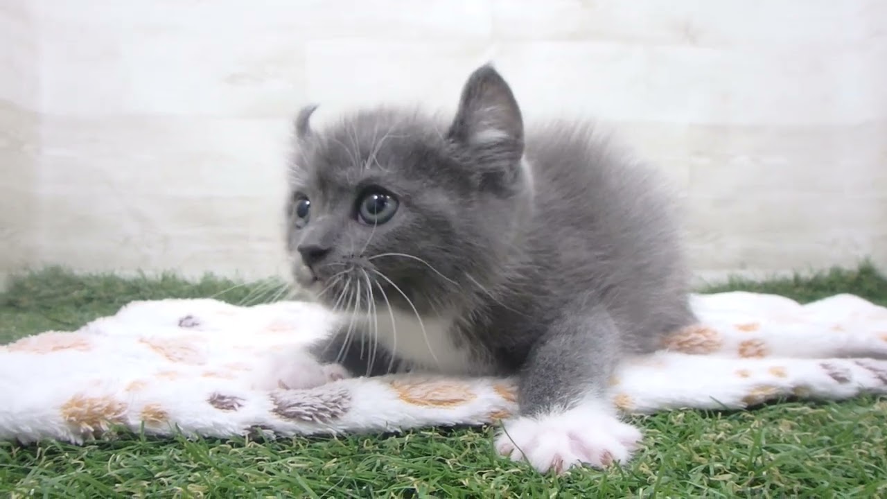 Coo&RIKU　No00642123 アメリカンカール