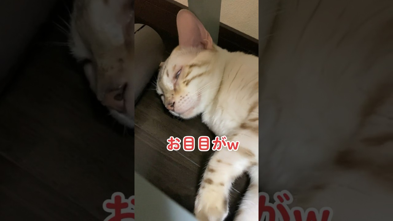 【子猫動画】お目目が半開きw ホワイトベンガル　生後6ヶ月！　アイドル 　ベンガル猫　ネコ　ねこ　#cat #ベンガル #猫 #bengalcat #bengal #ベンガル猫 #子猫