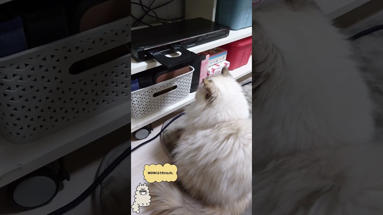 【ヒマラヤンの怒り】 〜昨日の敵は今日の友〜recorder vs cat(fuu)