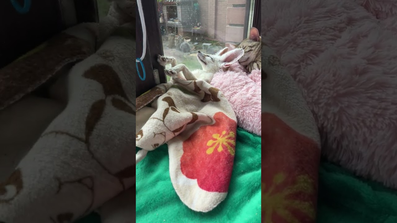 #shorts #sleep #wow #viral #bestfriend  Foxes sleep on their backs!??