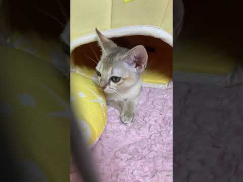 こんにちは、ソラです。成長日記10日目 #シンガプーラ #子猫