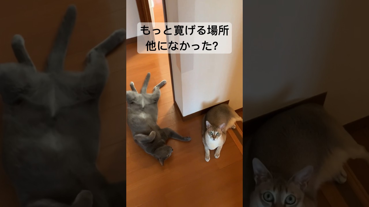 すっごい邪魔な場所で寛ぐロシアンブルーとシンガプーラ