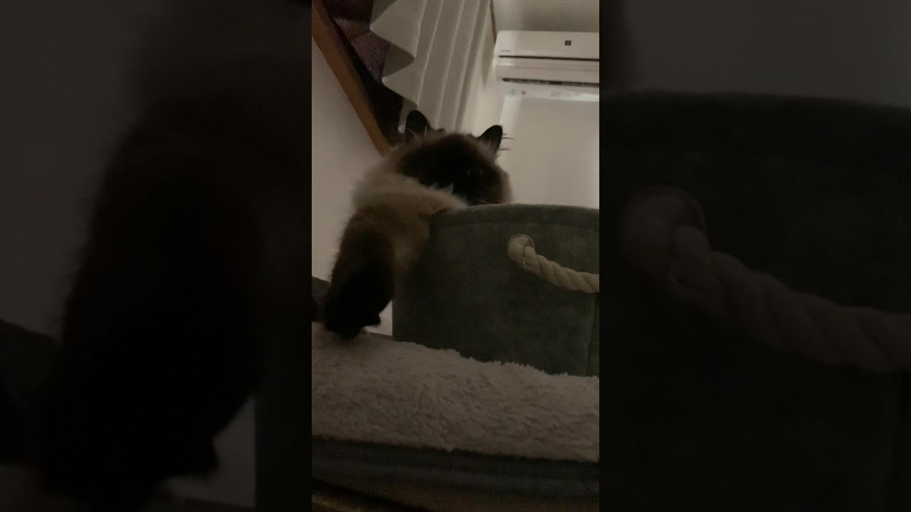 寝ようとしたら視線を感じた #猫 #日常 #ヒマラヤン #shorts