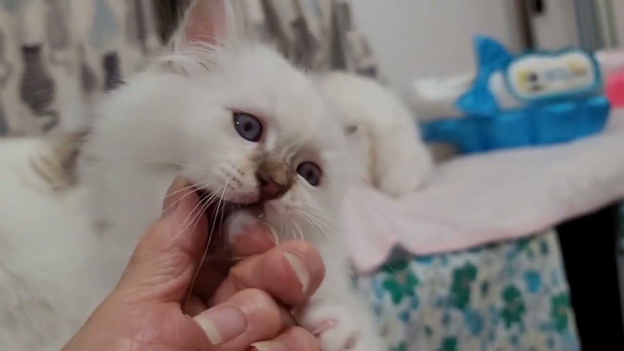 バーマン子猫