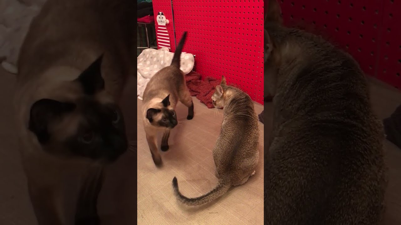 たぬき猫をペロペロしようとしたら逃げられちゃったシンガプーラなのにゃ♪