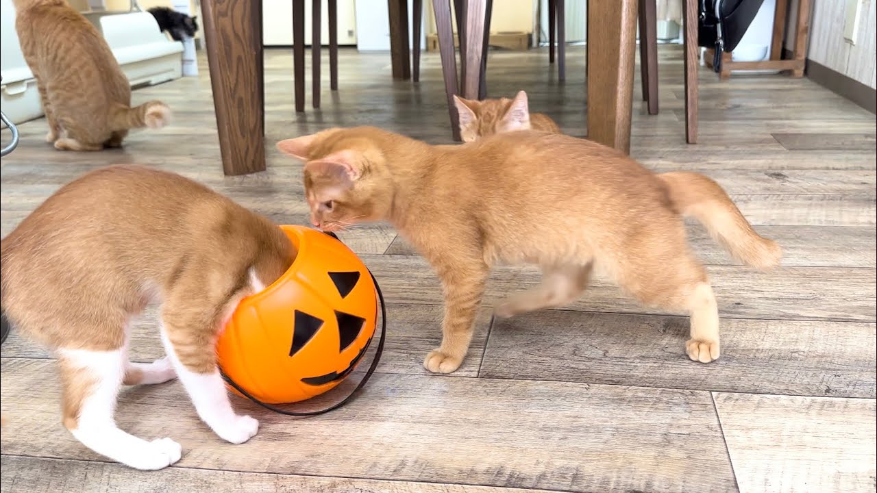 ハロウィンで食いしん坊を発揮する子猫＆里親さんの元へ出発【花晴れ兄妹#10】Kitten showing off her foodie kitten on Halloween.
